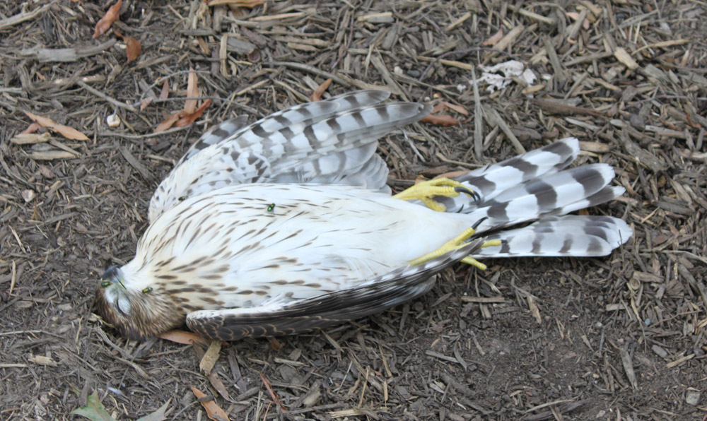 Image result for dead hawk 